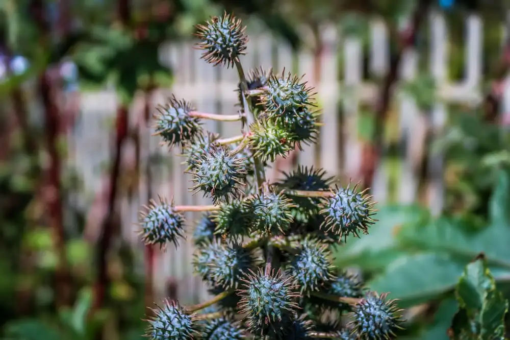 Ricinus Communis 5Ch